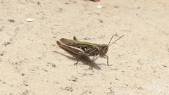 Chorthippus brunneus