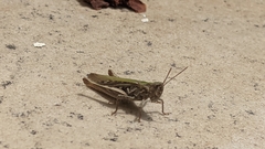 Chorthippus brunneus