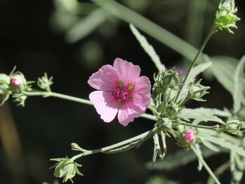 palm-leaf marshmallow (Althaea cannabina)