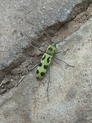 Chlorophorus herbstii