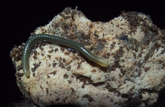 Diplopoda