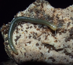 Diplopoda
