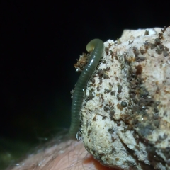Diplopoda