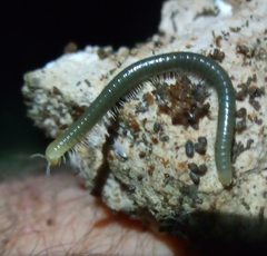 Diplopoda