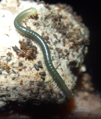 Diplopoda