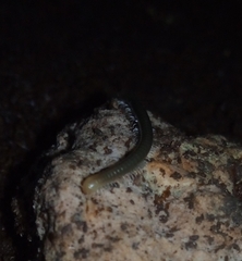 Diplopoda