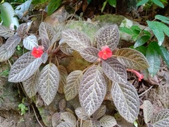 Episcia cupreata