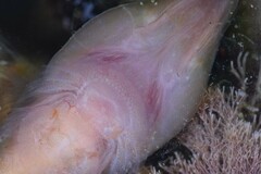 Lepadogaster purpurea