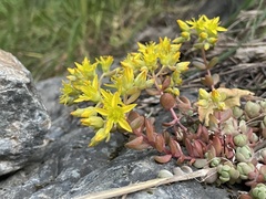 Sedum debile
