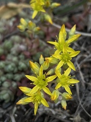 Sedum debile
