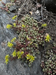 Sedum debile