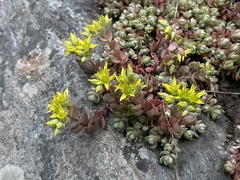 Sedum debile