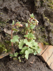 Saxifraga cernua
