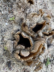 Peziza ammophila