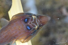 Lepadogaster purpurea