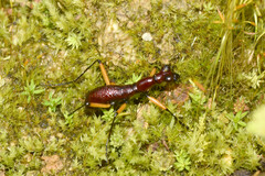 Tricondyla macrodera
