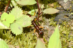 Tricondyla macrodera