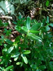Magnoliopsida