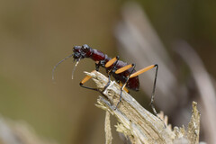 Tricondyla macrodera