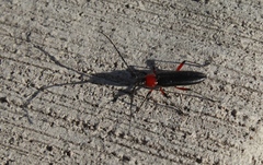 Stenosphenus sobrius