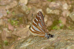 Dodona