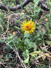 Pentanema britannica