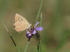 Polyommatus ripartii