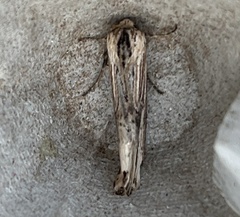 Crambodes talidiformis