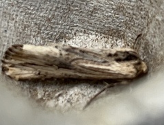 Crambodes talidiformis