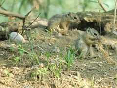 Notocitellus adocetus