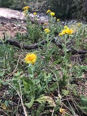 Pentanema britannica