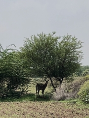 Boselaphus tragocamelus