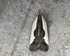 Dichomeris inserrata