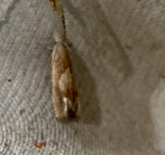 Eucosma conterminana