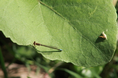 Ischnura denticollis