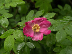 Rosa bella