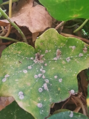 Aspidiotus hedericola