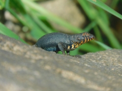 Sceloporus pyrocephalus