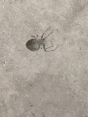 Larinioides sclopetarius