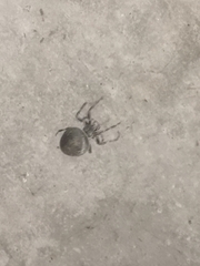 Larinioides sclopetarius