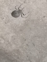 Larinioides sclopetarius