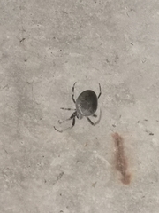 Larinioides sclopetarius