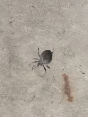 Larinioides sclopetarius