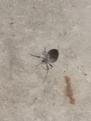 Larinioides sclopetarius