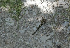 Cordulegaster bidentata