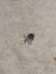 Larinioides sclopetarius