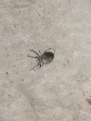 Larinioides sclopetarius