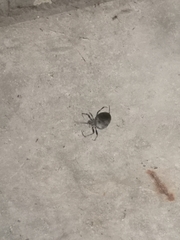 Larinioides sclopetarius