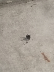 Larinioides sclopetarius