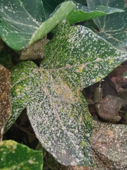 Aspidiotus hedericola